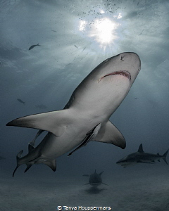 Three's Company
A lemon shark, tiger shark, and Caribbea... by Tanya Houppermans 